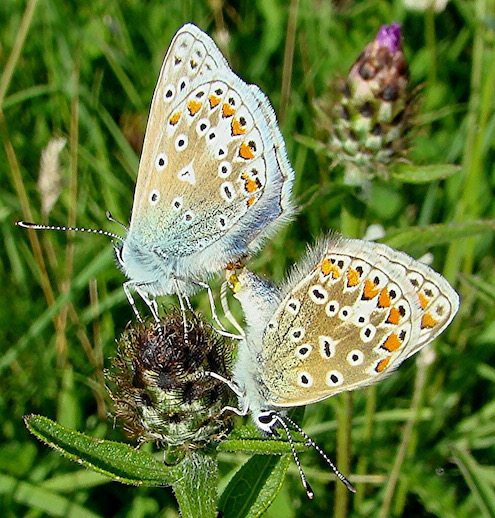 common blue